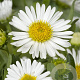 Aster alpinus 'Albus' GM P9