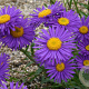 Aster alpinus 'Dunkle Schöne' GM P9