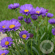 Aster alpinus 'Dunkle Schöne' GM P9