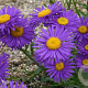 Aster alpinus 'Dunkle Schöne' GM P9