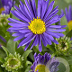 Aster alpinus 'Dunkle Schöne' GM P9