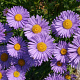 Aster alpinus 'Goliath' GM P9