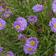 Aster alpinus 'Goliath' GM P9