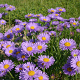 Aster alpinus 'Goliath' GM P9