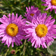 Aster alpinus 'Happy End' GM P9