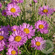 Aster alpinus 'Happy End' GM P9