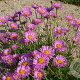 Aster alpinus 'Happy End' GM P9