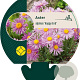 Aster alpinus 'Happy End' GM P9