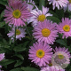 Aster alpinus 'Happy End' GM P9