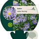 Aster amellus 'Blue King' GM P9