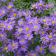Aster amellus 'Blue King' GM P9