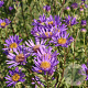 Aster amellus 'Blue King' GM P9