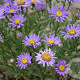 Aster amellus 'Breslau' GM P9