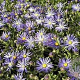 Aster amellus 'Butzemann' GM P9