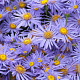 Aster amellus 'King George' GM P9