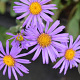 Aster amellus 'Rudolf Goethe' GM P9
