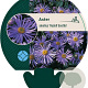 Aster amellus 'Rudolf Goethe' GM P9