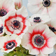 Anemone h. Emmy Bicolor GM P9