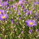 Aster novi-belgii 'Fellowship' GM P9