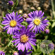 Aster novi-belgii 'Fellowship' GM P9