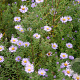 Aster amethystinus 'Freiburg' GM P9