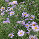 Aster amethystinus 'Freiburg' GM P9