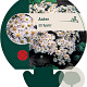 Aster (D) 'Apollo' GM P9