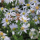 Aster (D) 'Apollo' GM P9