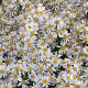 Aster (D) 'Apollo' GM P9