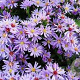 Aster (D) 'Marjorie' GM P9