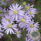 Aster cordifolius 'Photograph' GM P9