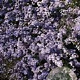 Aster cordifolius 'Photograph' GM P9
