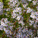 Aster cordifolius 'Photograph' GM P9