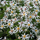 Aster divaricatus GM P9