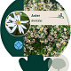 Aster divaricatus GM P9
