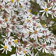 Aster divaricatus 'Beth Chatto' GM P9
