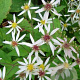 Aster divaricatus 'Beth Chatto' GM P9