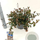 Abelia grandiflora 25-30 cm 3,0L