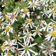 Aster divaricatus 'Eastern Star' GM P9