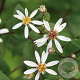 Aster divaricatus 'Tradescant' GM P9