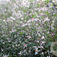 Aster divaricatus 'Tradescant' GM P9