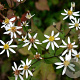 Aster divaricatus 'Tradescant' GM P9