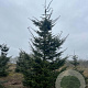 Abies grandis 400-450 cm draadkluit solitair