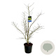 Acer Arctic Jade 125-150 cm 30L extra