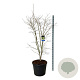 Acer Arctic Jade 175-200 cm cont. 90L extra