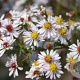 Aster ericoides 'Erlkönig' GM P9