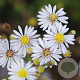 Aster ericoides 'Erlkönig' GM P9