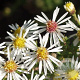Aster ericoides 'Golden Spray' GM P9