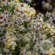 Aster ericoides 'Golden Spray' GM P9
