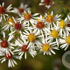 Aster ericoides 'Golden Spray' GM P9